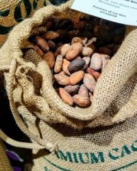 Cocoa Beans from Ecuador
